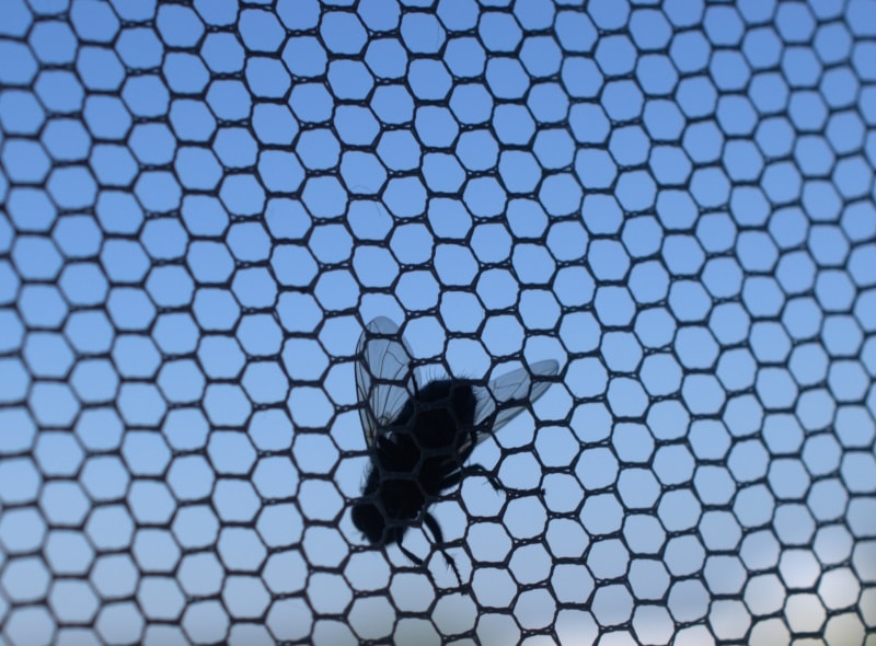 Insektenschutz: Lösungen für Ihre Fenster