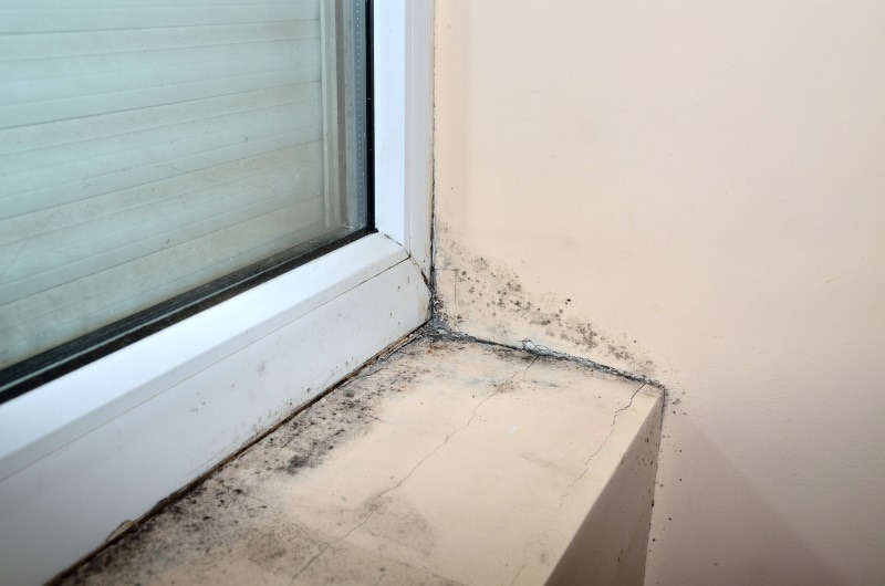 Schimmel am Fenster richtig entfernen