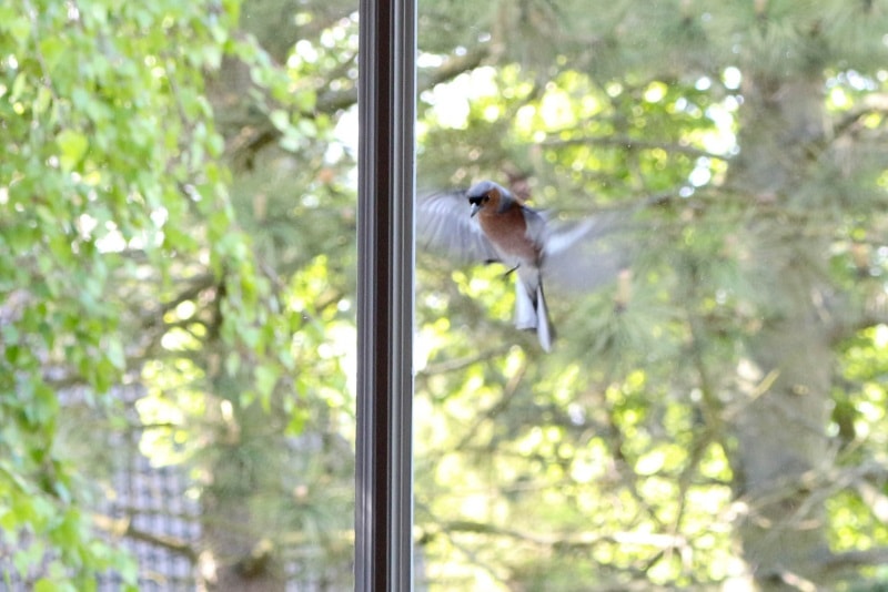 Vogelschlag am Fenster vermeiden