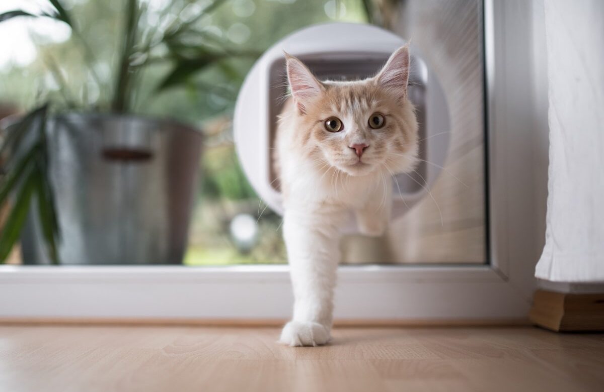 Hundetüren und Katzenklappen für Fenster und Türen | Rumpfinger Blog
