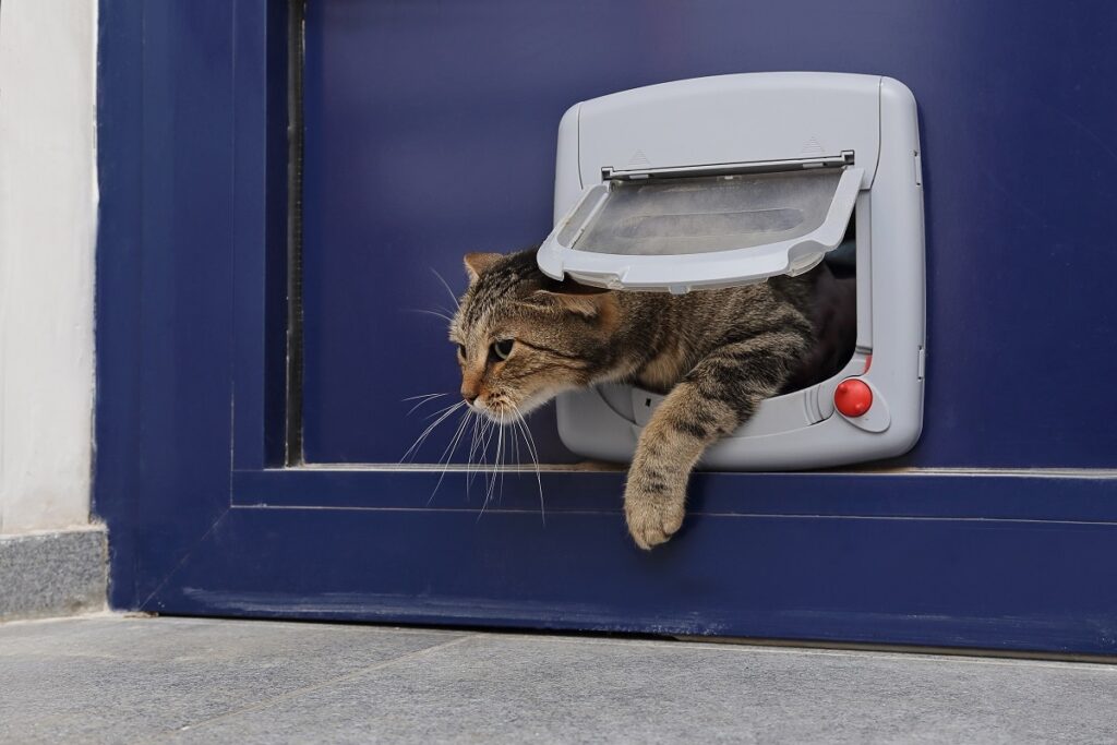 Katze steigt durch Katzenklappe
